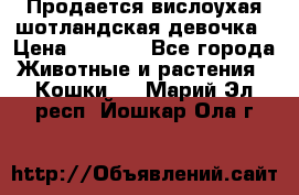 Продается вислоухая шотландская девочка › Цена ­ 8 500 - Все города Животные и растения » Кошки   . Марий Эл респ.,Йошкар-Ола г.